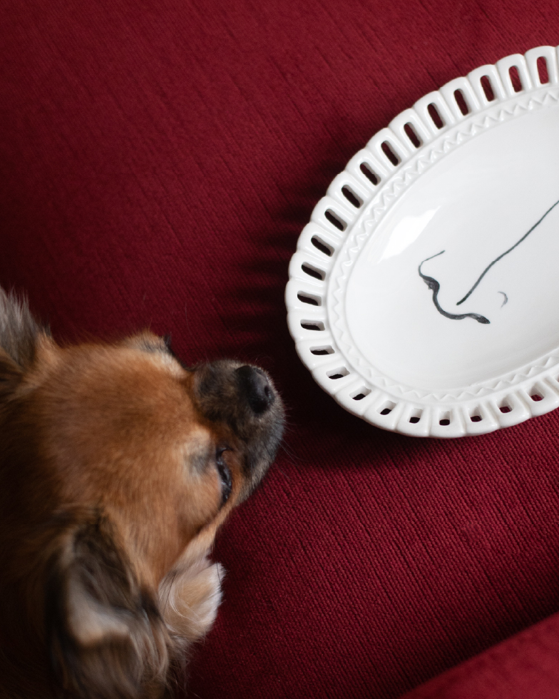 Un cane osserva un piatto in ceramica decorato con un disegno minimale, appoggiato su un tessuto rosso.