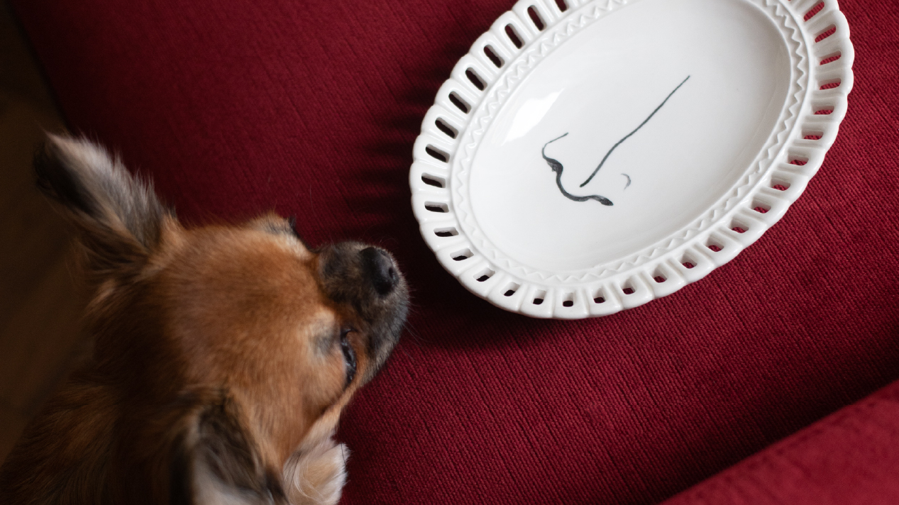 Un cane osserva un piatto in ceramica decorato con un disegno minimale, appoggiato su un tessuto rosso.