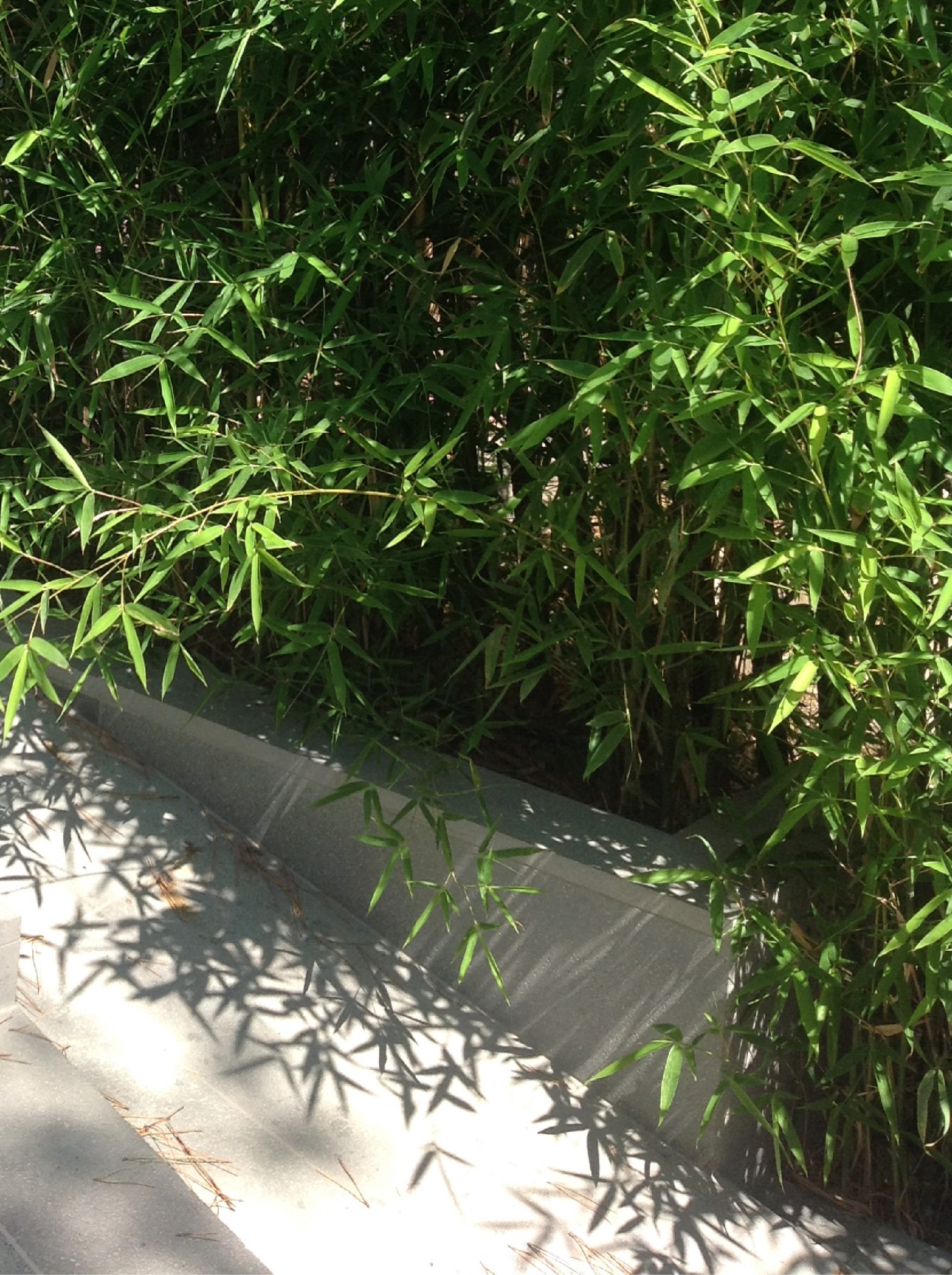 Dettaglio del verde esterno con bambù in vasca e ombre naturali lungo il percorso del bastidon a Saint-Tropez.